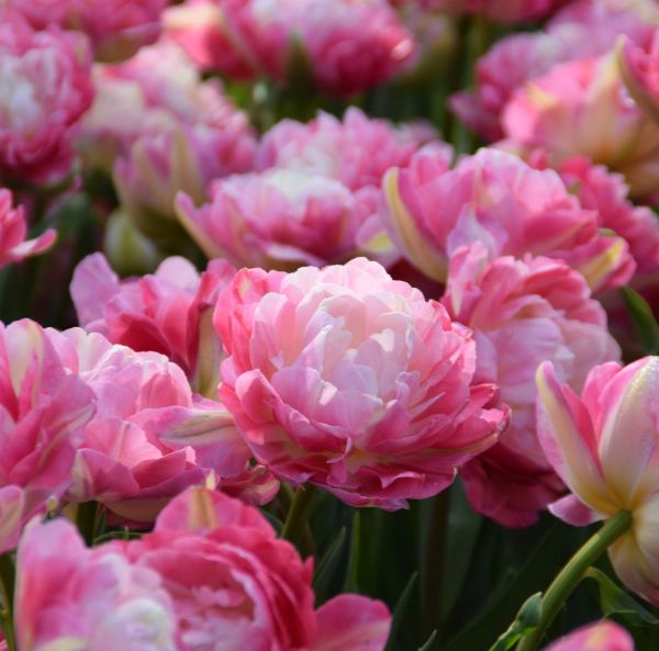 Myöhäinen kerrottu tulppaani Myöhäinen kerrottu tulppaani